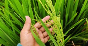 Close-up of hand holding a rice plant in a lush green paddy field in Tanti Gaon, India.
